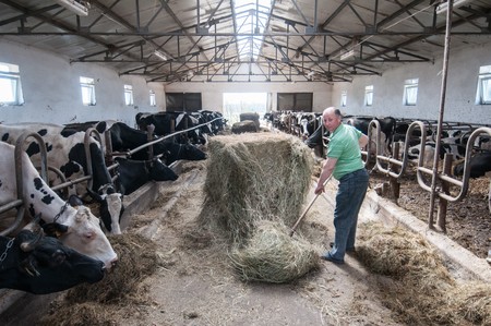 ODR w Minikowie jest dla rolników źródłem wiedzy o nowoczesnych technikach hodowli i uprawy; na zdjęciu gospodarstwo Leszka Felskiego w Jadwiżynie pow. nakielski, fot. Tymon Markowski