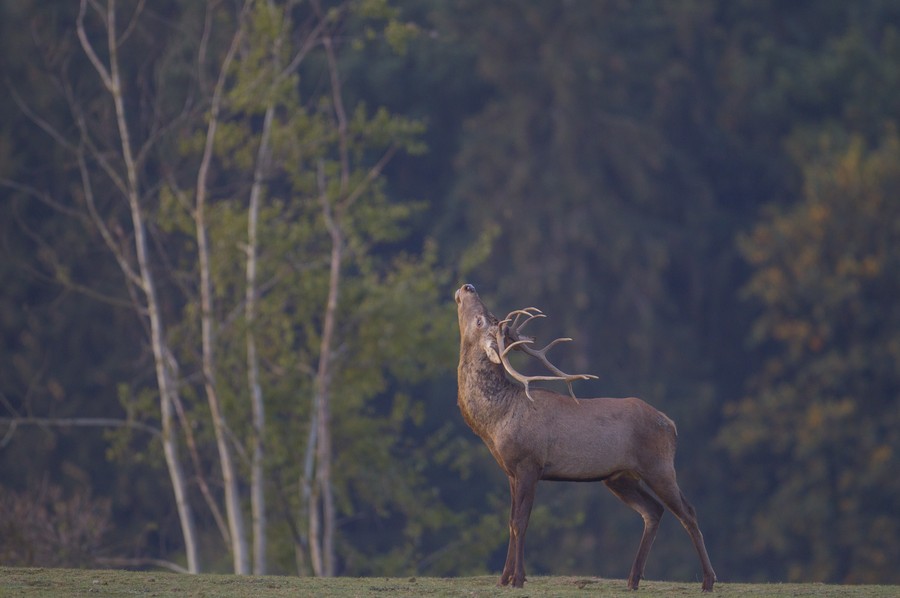 Jeleń w Krajeńskim Parku Krajobrazowym, fot. Daniel Pach
