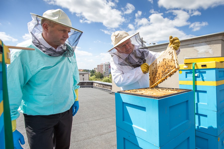 Efektem pracy pszczół jest około 30 litrów miodu akacjowego, fot. Szymon Zdziebło/Tarantoga.pl