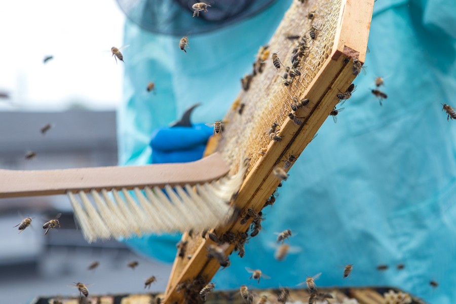 Efektem pracy pszczół jest około 30 litrów miodu akacjowego, fot. Szymon Zdziebło/Tarantoga.pl