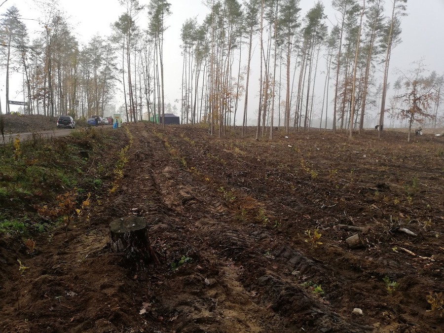 Sadzenie lasu - 15.11.2019 KPK