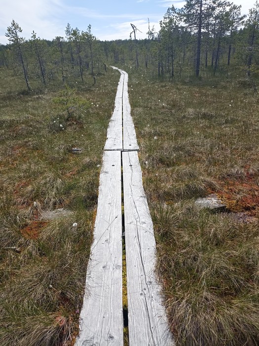 Park Narodowy Leivonmäki, ścieżka turystyczna na obszarze mszaru , fot. Katarzyna Rzemykowska