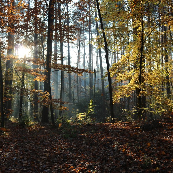 Jesień w rezerwacie przyrody Cisy nad Czerską Strugą - fot. B. Grzesiak