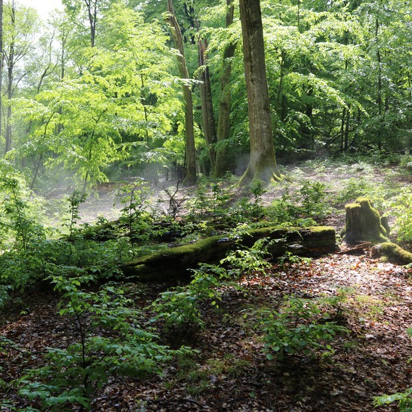 Rezerwat przyrody Ustronie z dużą ilością martwego drewna będącego substratem dla grzybów - fot. R. Borzyszkowski