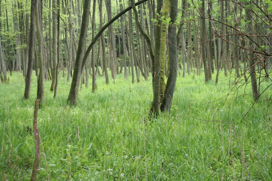 Las olszowy w rezerwacie Szumny Zdrój, fot. Górznieńsko-Lidzbarski Park Krajobrazowy 