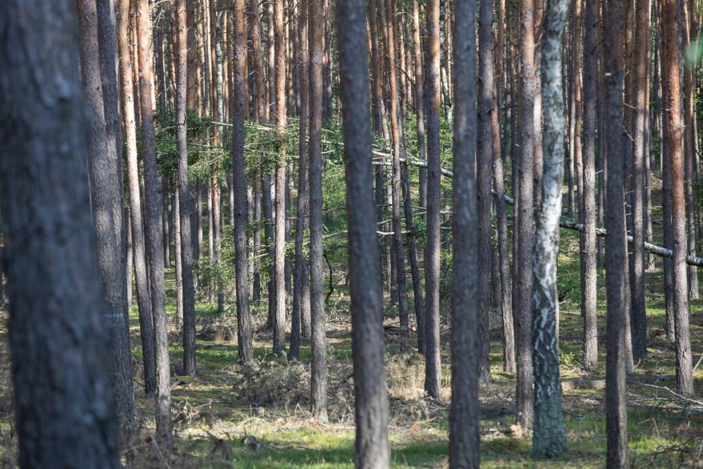 Gostynińsko-Włocławski Park Krajobrazowy, fot. Mikołaj Kuras dla UMWKP