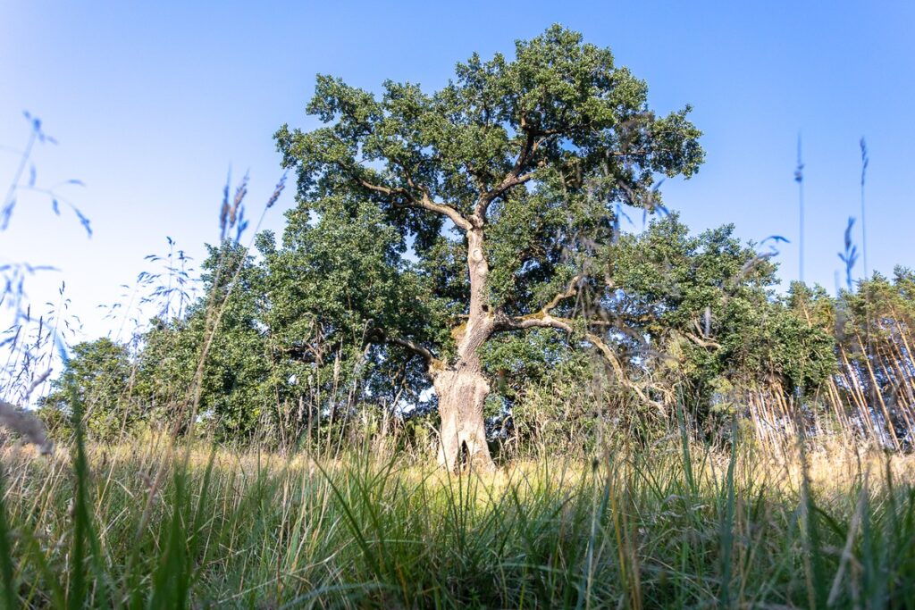 Gostynińsko-Włocławski Park Krajobrazowy, fot. Mikołaj Kuras dla UMWKP