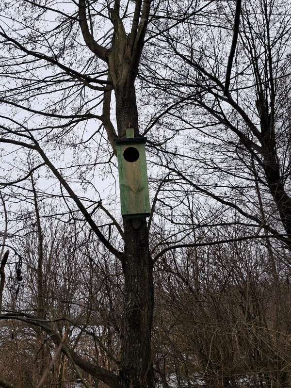 Budka lęgowa dla puszczyka