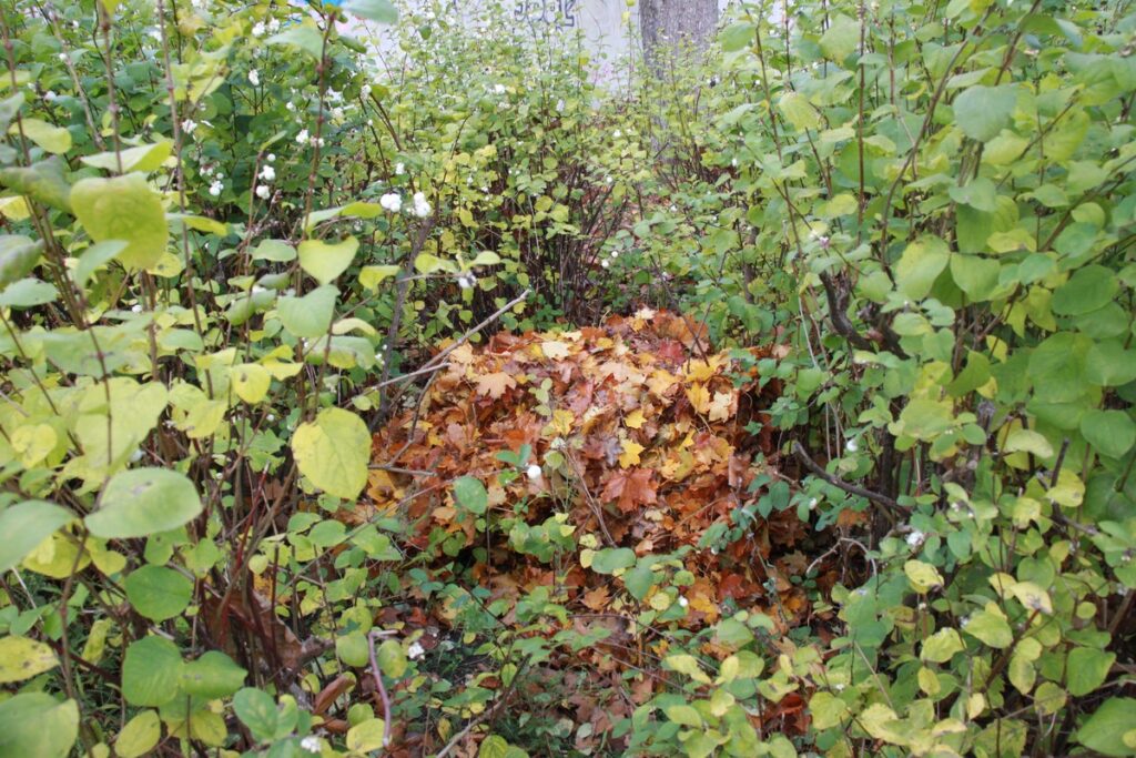 Azyle dla jeży w miejskich parkach (fot. B. Grzesiak)