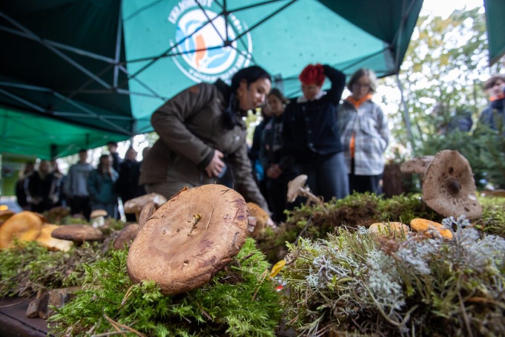 Mushroom exhibition, Tuchola Landscape Park, photo by Mikołaj Kuras for UMWKP