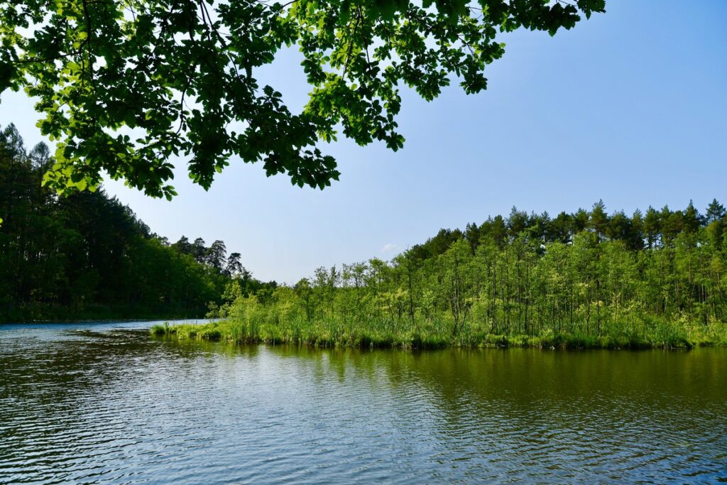 Brodnicki Park Krajobrazowy-Ścieżka Edukacyjna Bobrowiska, fot. Andrzej Goiński UMWKP