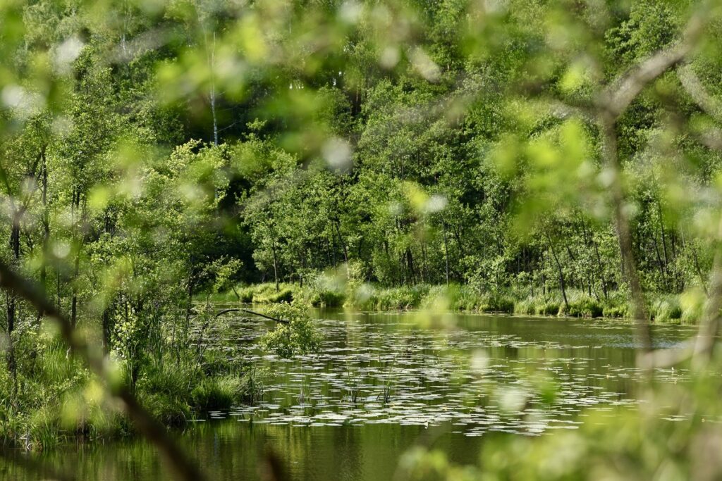 Brodnicki Park Krajobrazowy-Ścieżka Edukacyjna Bobrowiska, fot. Andrzej Goiński UMWKP