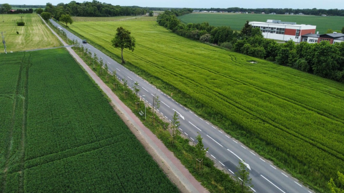 Nasadzenia wzdłuż DW 553, fot. ZDW