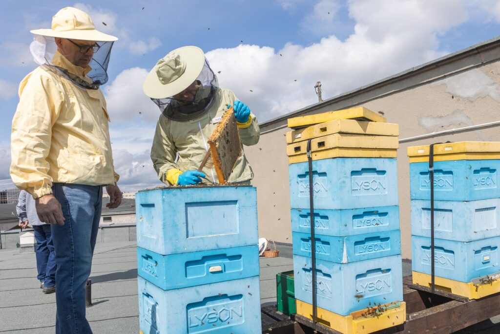 Honey harvest on the roof of the Marshal's Office, photo by Mikołaj Kuras for UMWKP