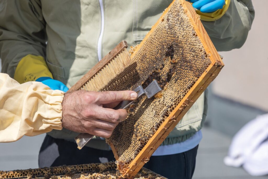 Honey harvest on the roof of the Marshal's Office, photo by Mikołaj Kuras for UMWKP