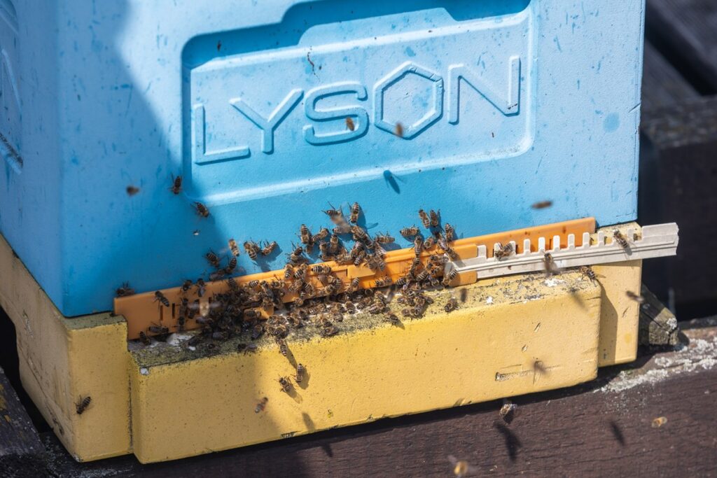 Honey harvest on the roof of the Marshal's Office, photo by Mikołaj Kuras for UMWKP