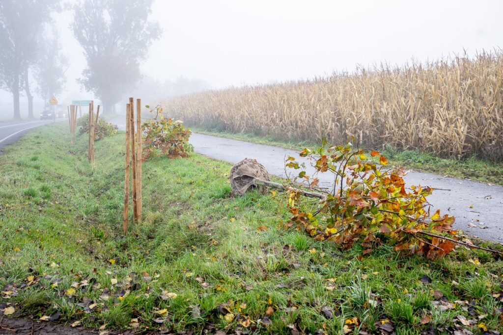 Plantings along Regional Road 266, photo by Szymon Zdziebło / tarantoga.pl for UMWKP