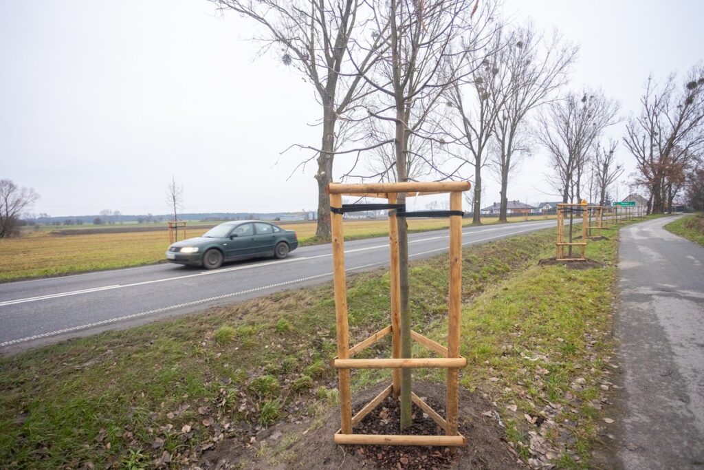 Aleja lipowa wzdłuż drogi wojewódzkiej nr 266 w powiecie aleksandrowskim, fot. Mikołaj Kuras dla UMWKP