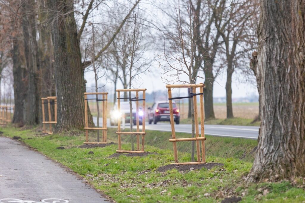 Aleja lipowa wzdłuż drogi wojewódzkiej nr 266 w powiecie aleksandrowskim, fot. Mikołaj Kuras dla UMWKP