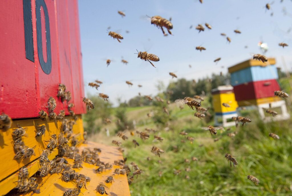 Wieś Kujawsko-Pomorska - ul, fot. Daniel Pach UMWKP