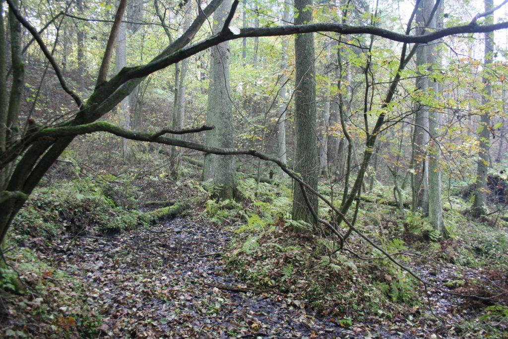 Puszczański krajobraz GLPK (fot. Archwium GLPK)