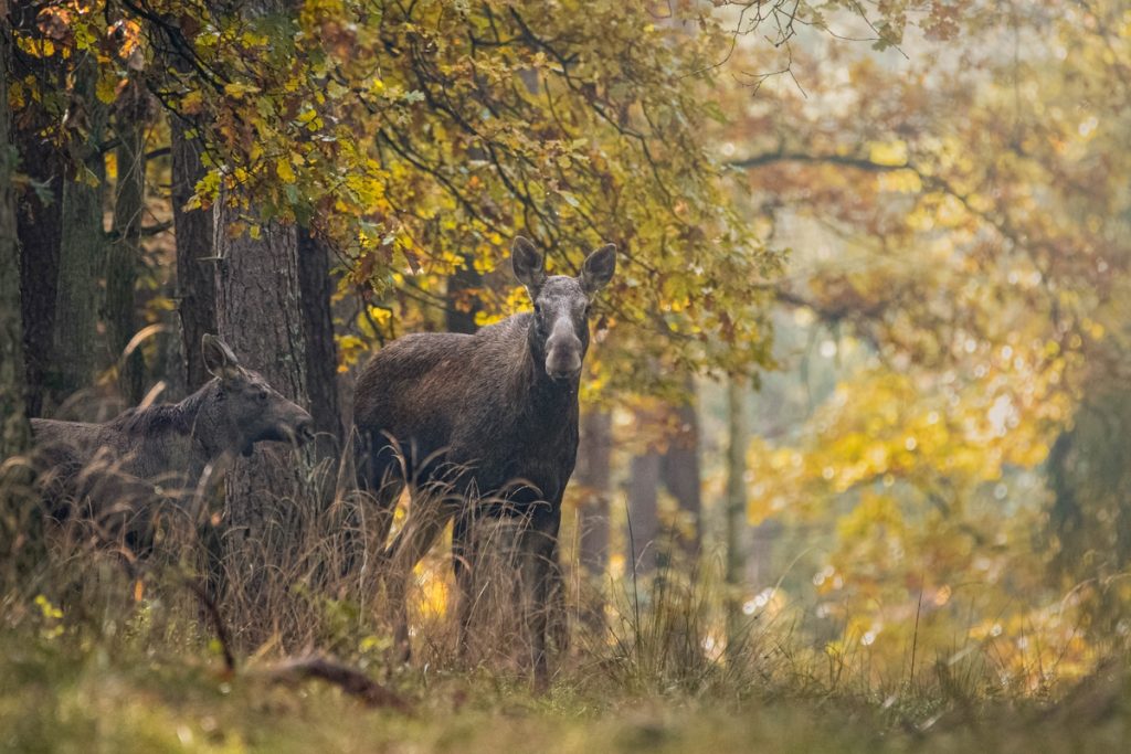 Łosie na jesiennym spacerze (fot. Krzysztof Pokrętowski)