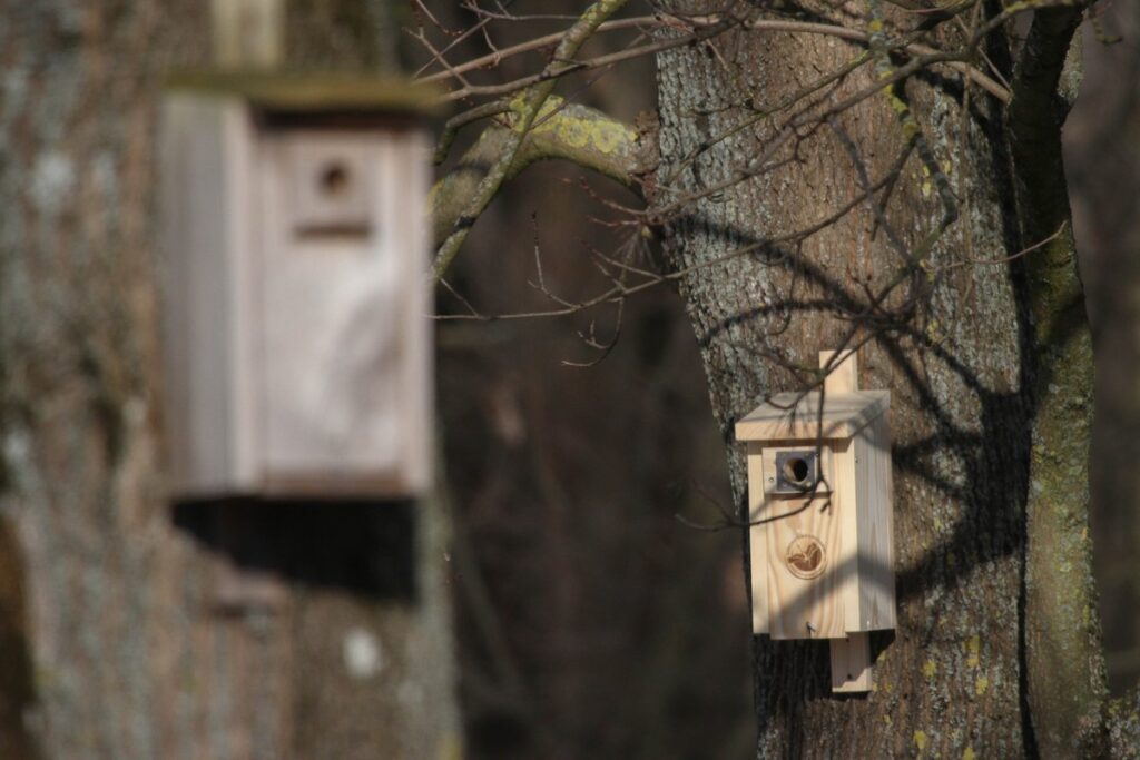 Czynna ochrona ptaków (fot. GLPK)