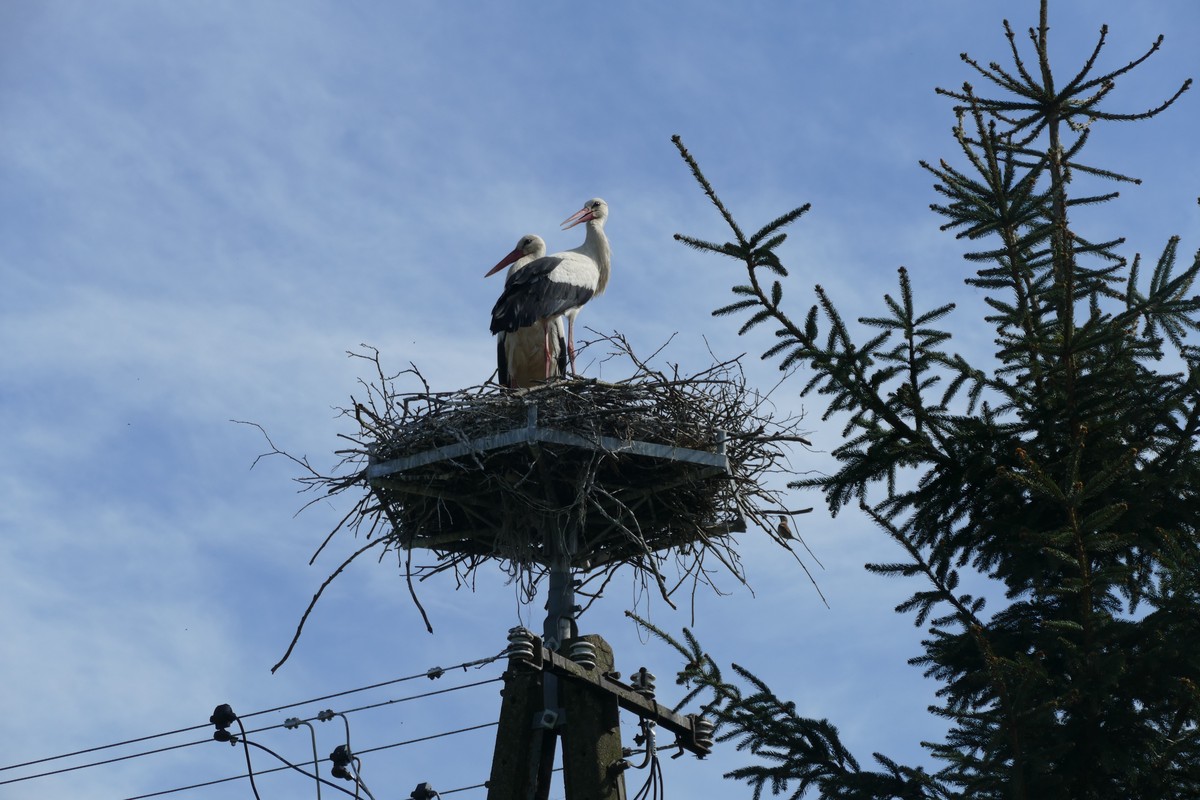 Spis bociana białego KPK, fot. Klaudia Łebek