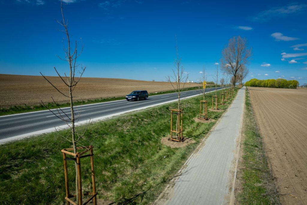 Nowe nasadzenia wzdłuż drogi DW251