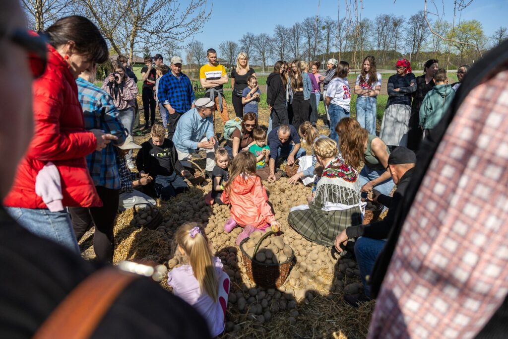 Złotopole, pow. Lipnowski, Sadzenie ziemniaków u Antka i Maryny, Eskapada, fot. Szymon Zdziebło/tarantoga.pl dla UMWKP