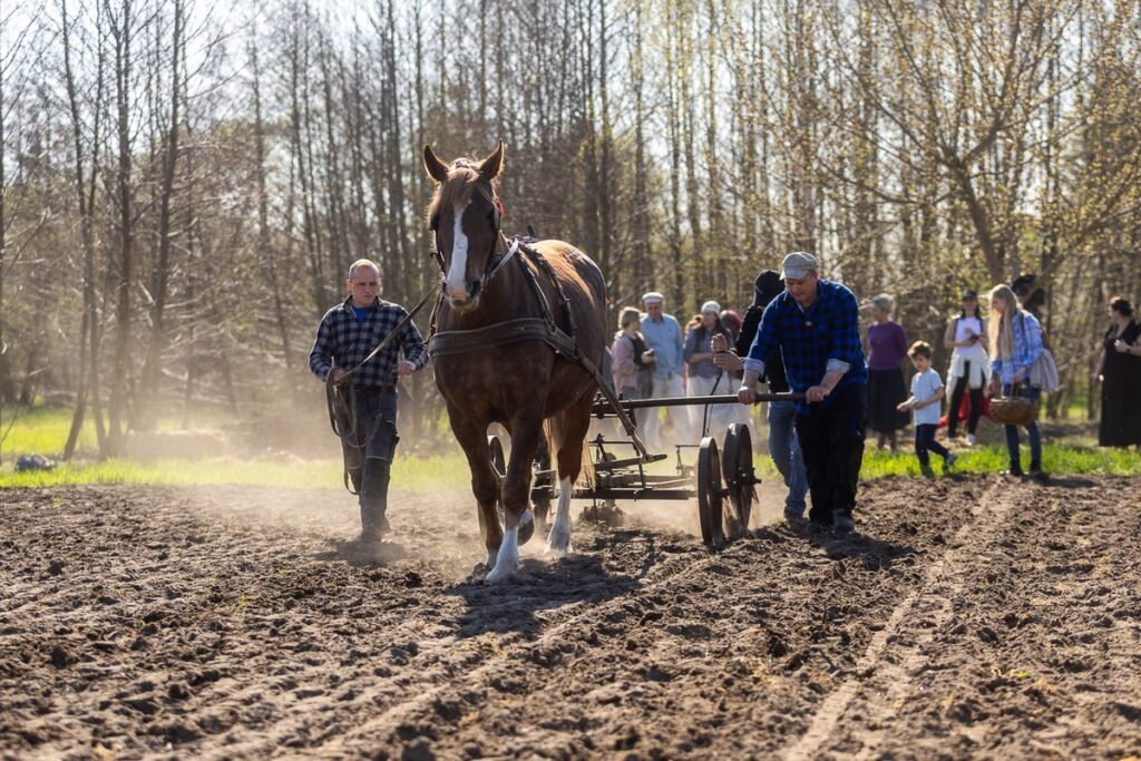 Złotopole, pow. Lipnowski, Sadzenie ziemniaków u Antka i Maryny, Eskapada, fot. Szymon Zdziebło/tarantoga.pl dla UMWKP