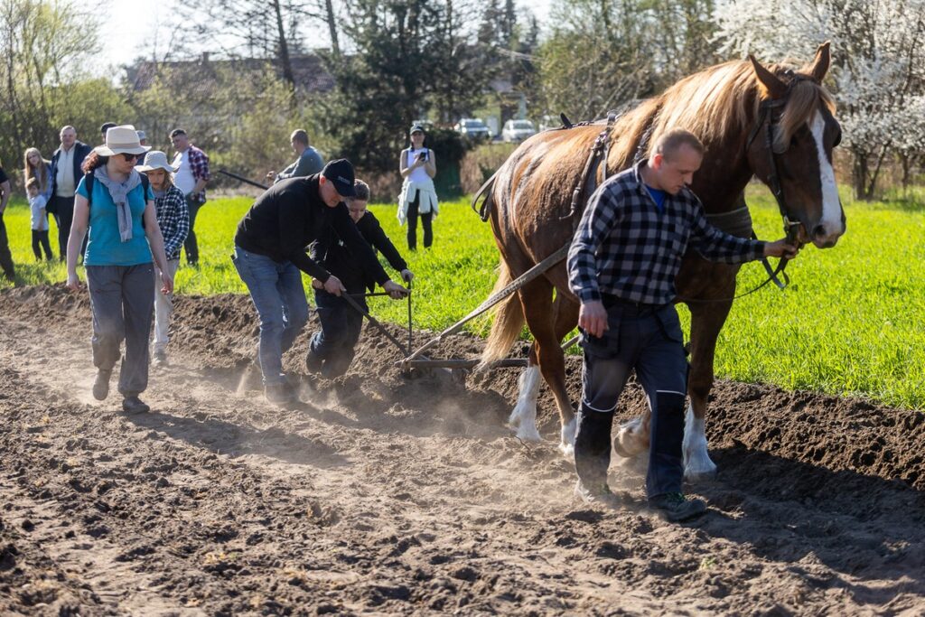 Złotopole, pow. Lipnowski, Sadzenie ziemniaków u Antka i Maryny, Eskapada, fot. Szymon Zdziebło/tarantoga.pl dla UMWKP