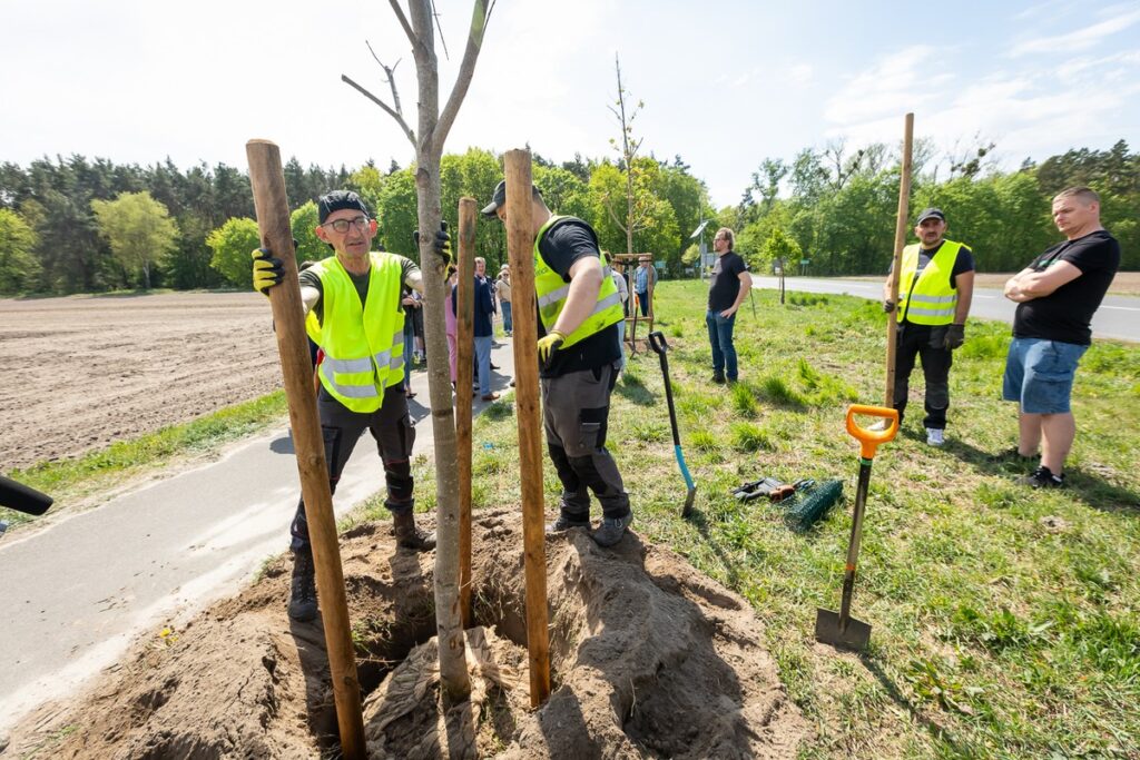 New plantings along regional road no. 551 in Raciniewo, photo by Tomasz Czachorowski/eventphoto for UMWKP