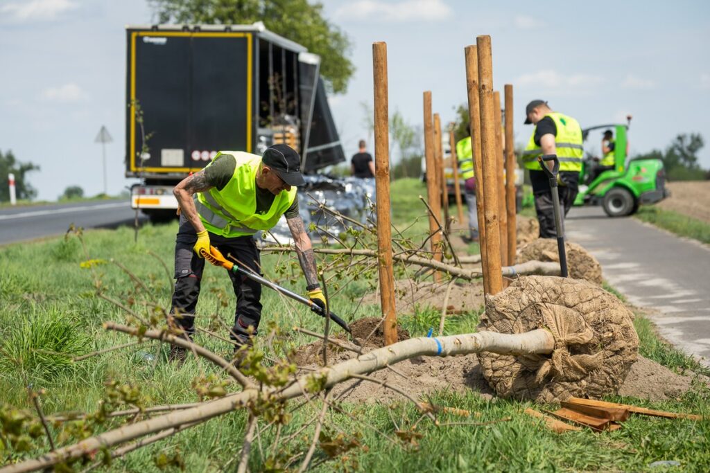 New plantings along regional road no. 551 in Raciniewo, photo by Tomasz Czachorowski/eventphoto for UMWKP