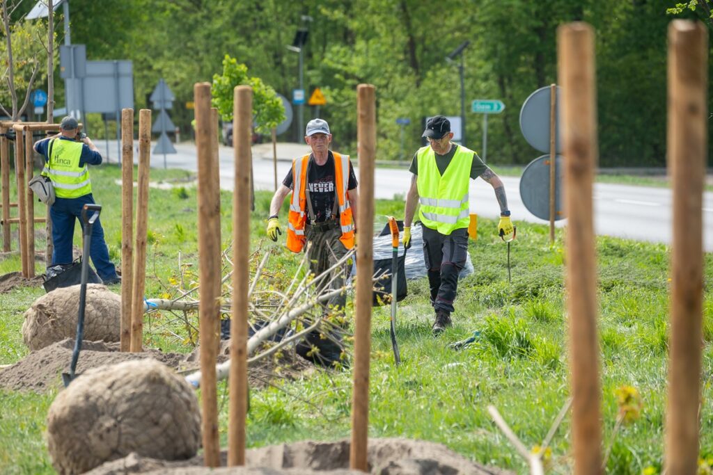 New plantings along regional road no. 551 in Raciniewo, photo by Tomasz Czachorowski/eventphoto for UMWKP