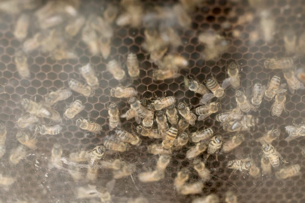 Great Day of Little Pollinators. Photo: Andrzej Goiński / UMWKP