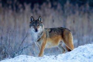 Grey Wolf, photo by Piotr Szumigaj