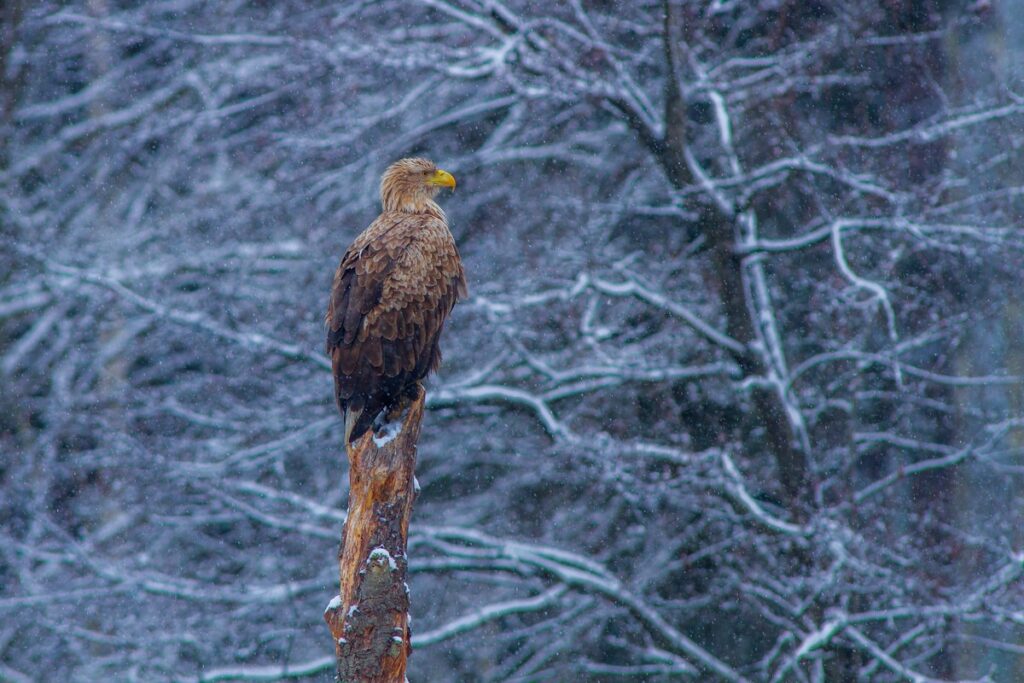 Bielik w zimowej scenerii, fot. Piotr Szumigaj