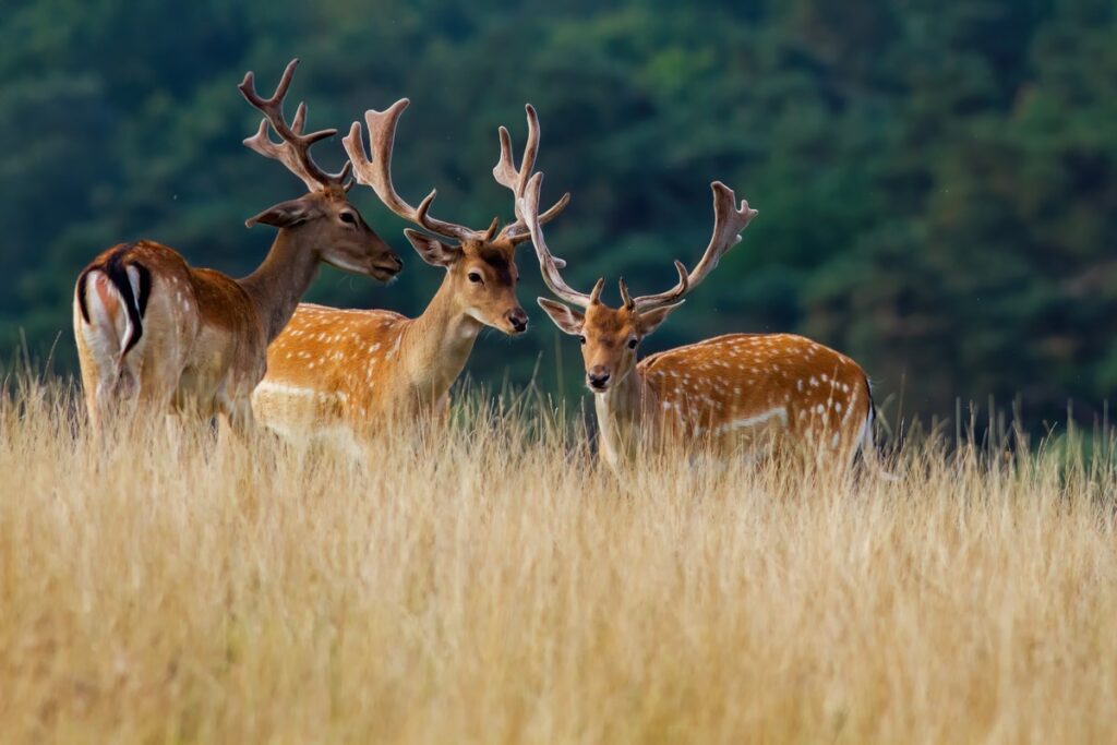 Daniele, fot. Piotr Szumigaj