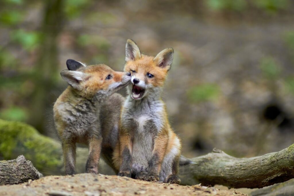 Lisie przedszkole, fot. Piotr Szumigaj