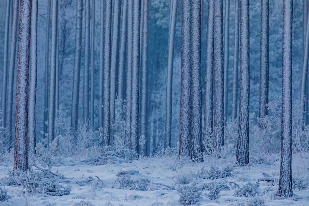 Zima w Borach Tucholskich, fot. Piotr Szumigaj
