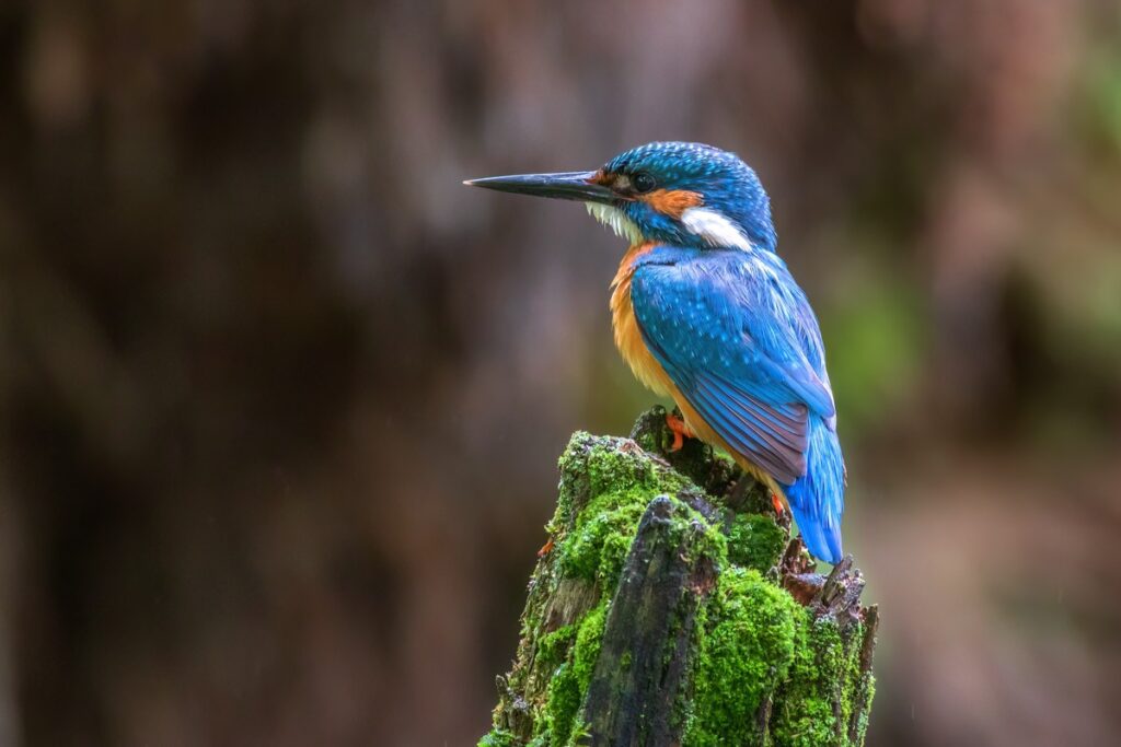 Zimorodek, fot. Piotr Szumigaj