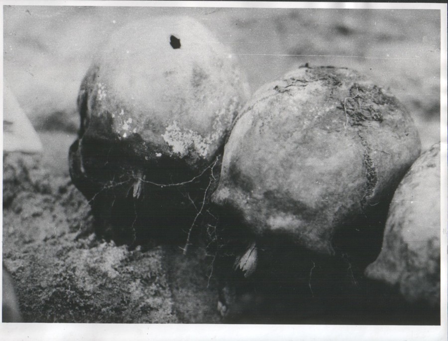 Ekshumowane czaszki z Paterka, lipiec 1945, Muzeum Ziemi Krajeńskiej w Nakle nad Notecią